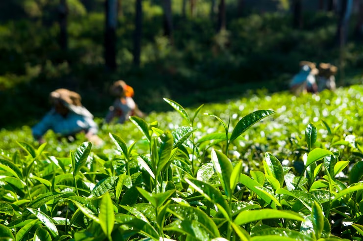 Tea plantation