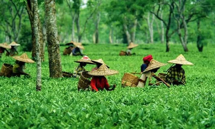 Tea workers harvesting leaves in a green plantation