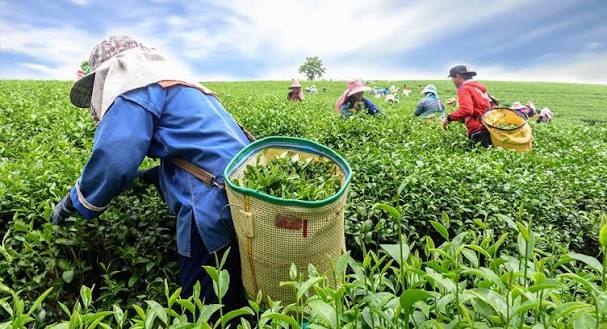 Lush tea plantation